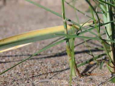 Grass on beach